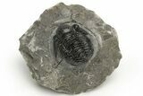Detailed Gerastos Trilobite Fossil - Morocco #235302-1